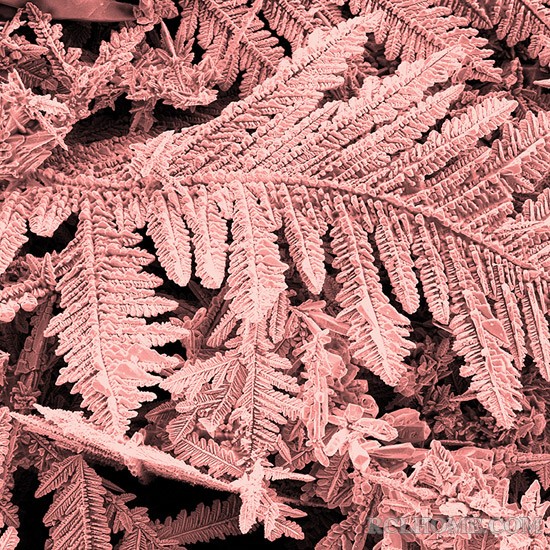 winner_Copper-Ferns.jpg